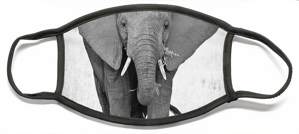 3scape Photos Face Mask featuring the photograph Young Bull Elephant by Adam Romanowicz