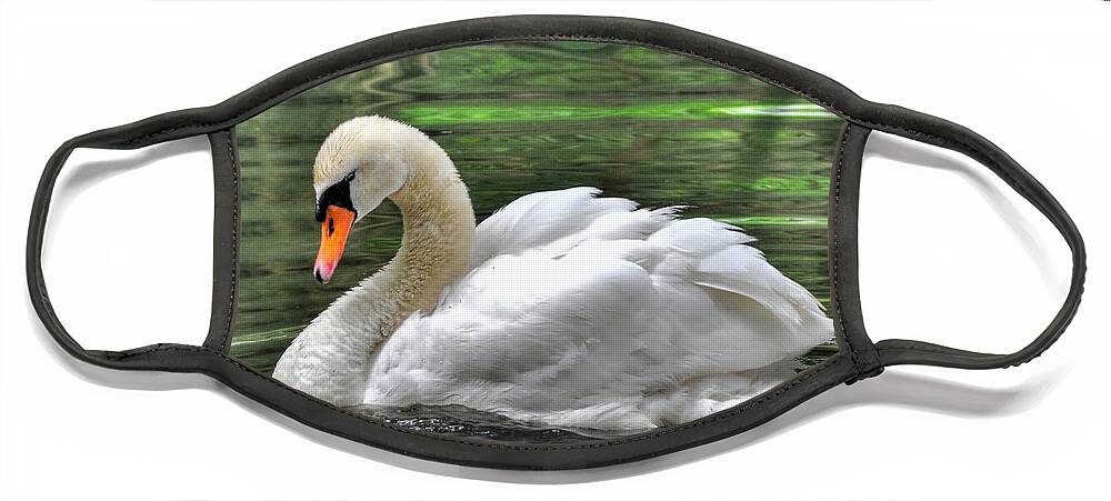Birds Face Mask featuring the photograph Young Swan by Kathy Baccari