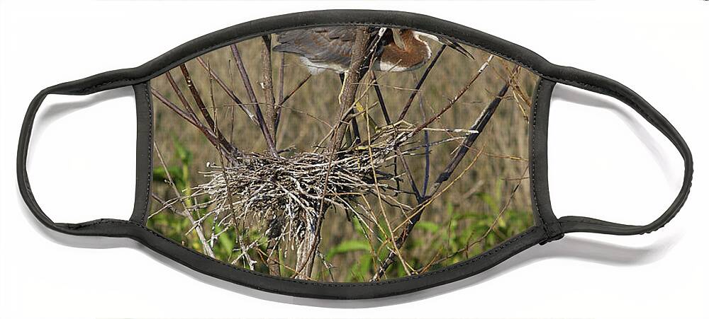 Animal Face Mask featuring the photograph Young Tricolored Heron In Nest by Gregory G. Dimijian