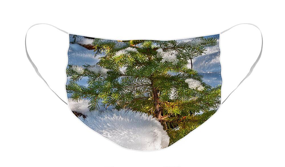 Young Winter Pine Face Mask featuring the photograph Young Winter Pine by Tikvah's Hope