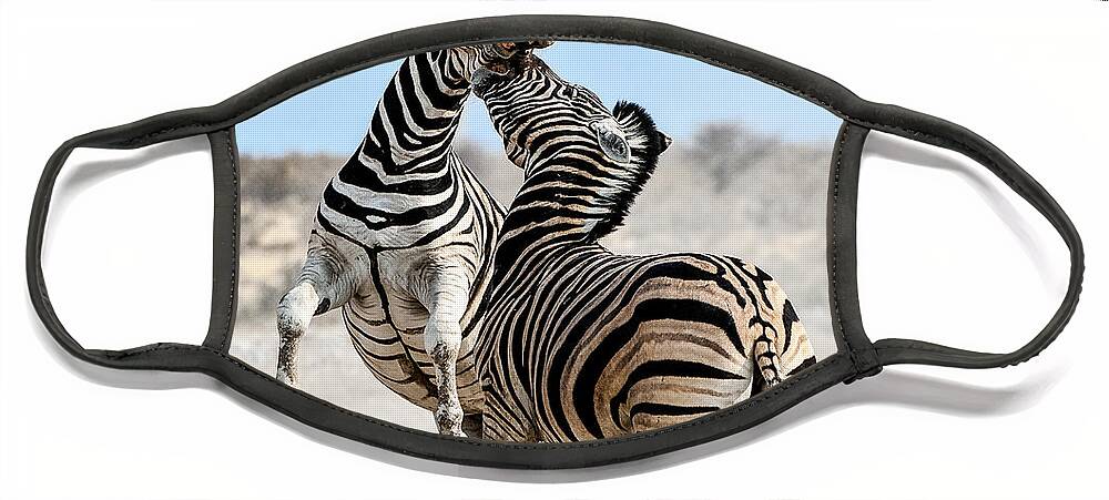 Nis Face Mask featuring the photograph Zebra Stallions Fighting In Etosha Np by Peter Delaney
