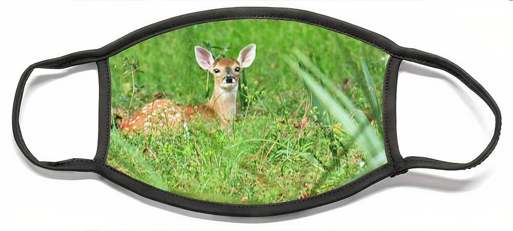 Deer Face Mask featuring the photograph Alert Fawn at Rest by Terri Mills