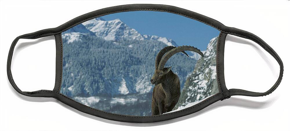 Mp Face Mask featuring the photograph Alpine Ibex Capra Ibex Adult Male #1 by Cyril Ruoso