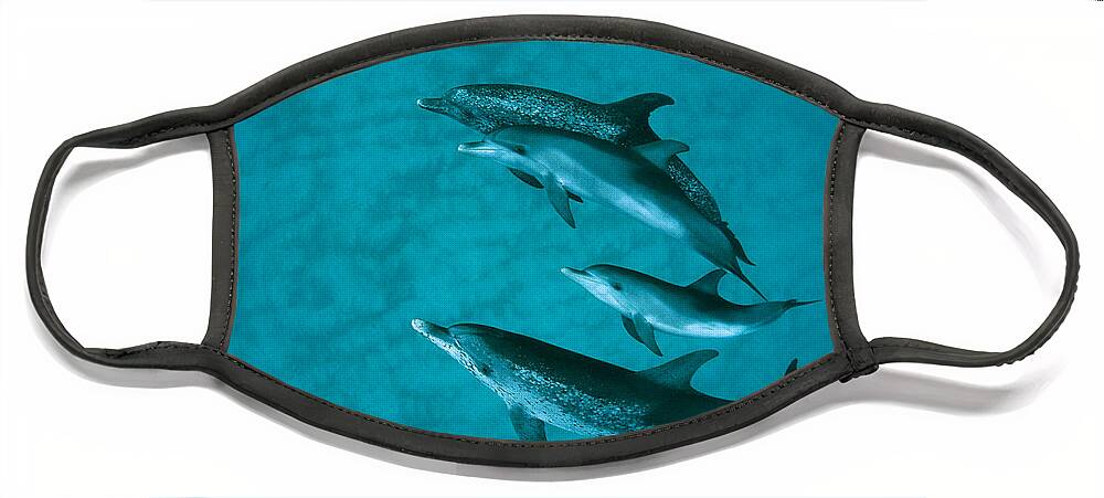 Mp Face Mask featuring the photograph Atlantic Spotted Dolphins by Flip Nicklin