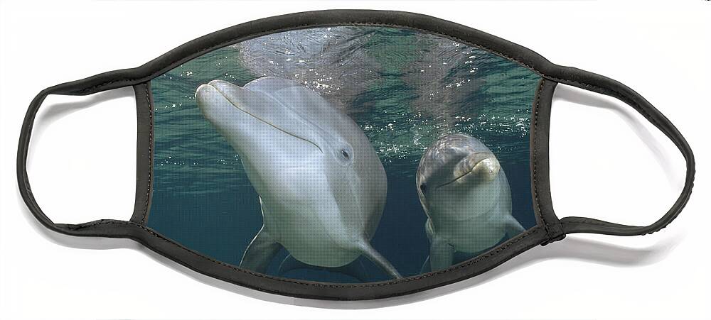 00087643 Face Mask featuring the photograph Bottlenose Dolphin Underwater Pair #1 by Flip Nicklin