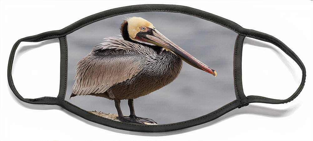 00429847 Face Mask featuring the photograph Brown Pelican In Breeding Plumage La #1 by Sebastian Kennerknecht