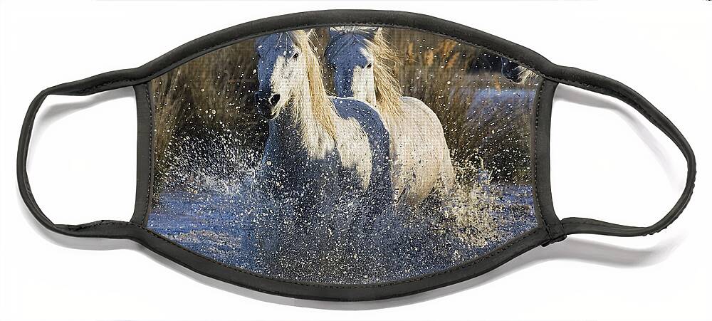Mp Face Mask featuring the photograph Camargue Horse Equus Caballus Group #1 by Konrad Wothe