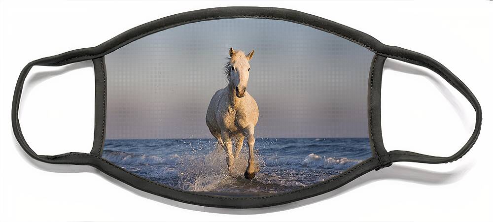 Mp Face Mask featuring the photograph Camargue Horse Equus Caballus Running #1 by Konrad Wothe