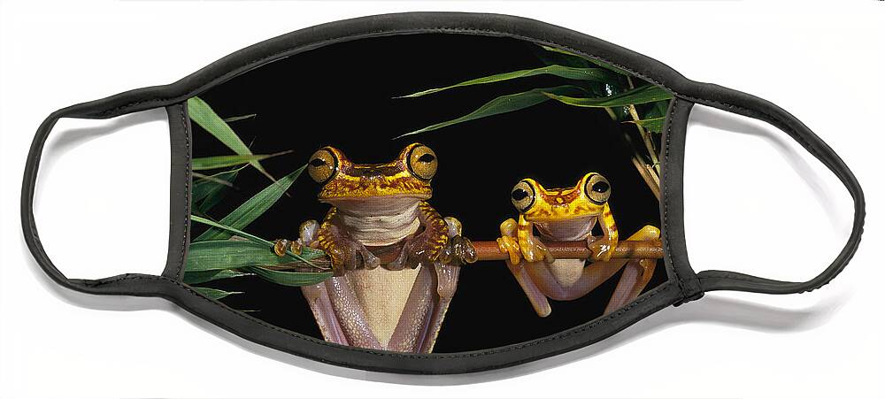 Mp Face Mask featuring the photograph Chachi Tree Frog Hyla Picturata Pair #1 by Pete Oxford