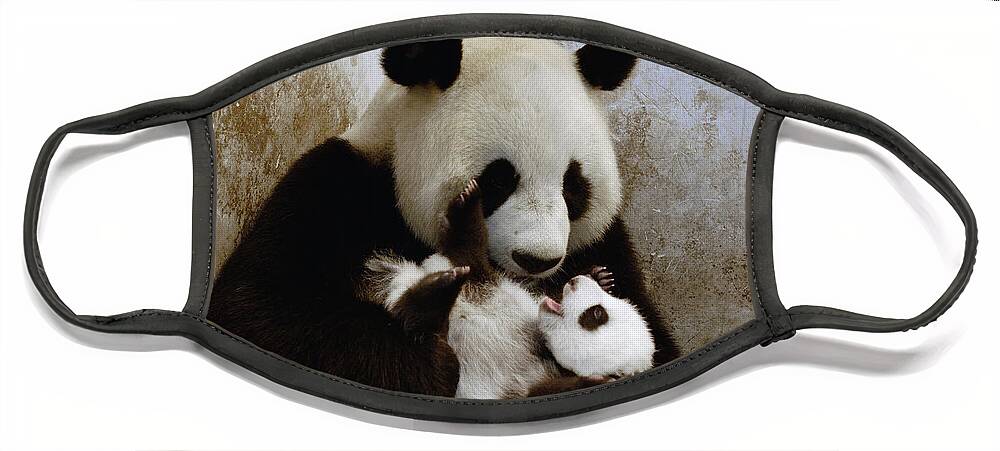 Mp Face Mask featuring the photograph Giant Panda Ailuropoda Melanoleuca #1 by Katherine Feng