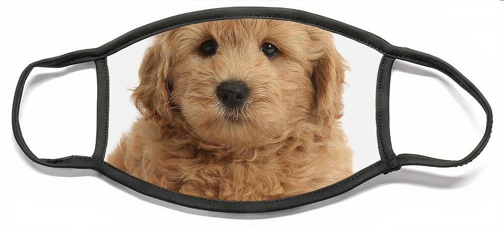 Nature Face Mask featuring the photograph Goldendoodle Puppy by Mark Taylor
