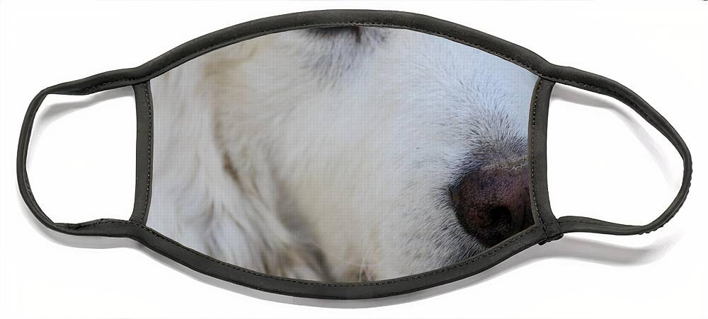 Dog Face Mask featuring the photograph Great Pyrenees by Kim Galluzzo Wozniak