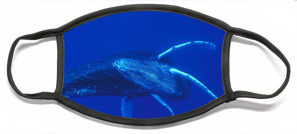 00114527 Face Mask featuring the photograph Humpback Whale Mother And Calf Off Maui #1 by Flip Nicklin