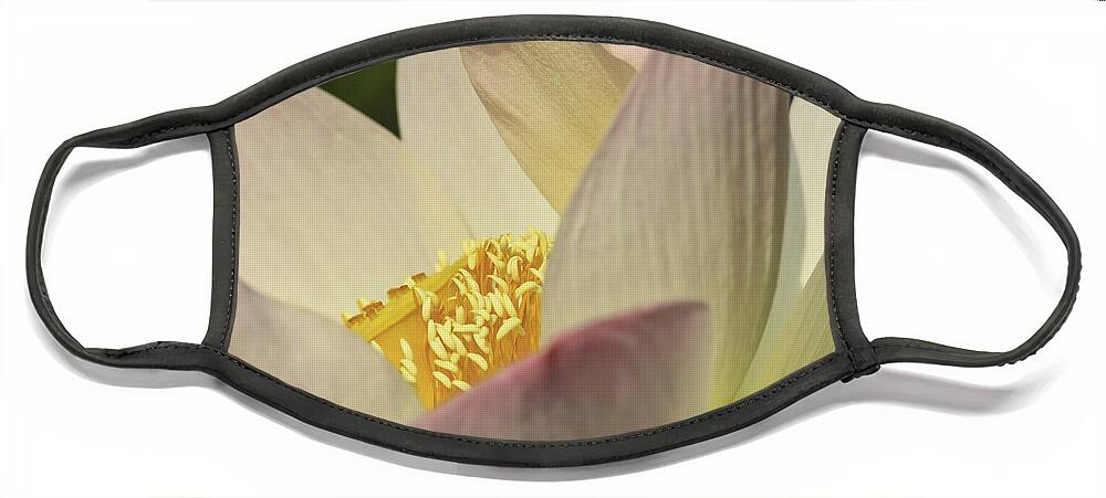 Kenilworth Aquatic Park Face Mask featuring the photograph Nelumbo 'Pink and Yellow' #2 by Perla Copernik