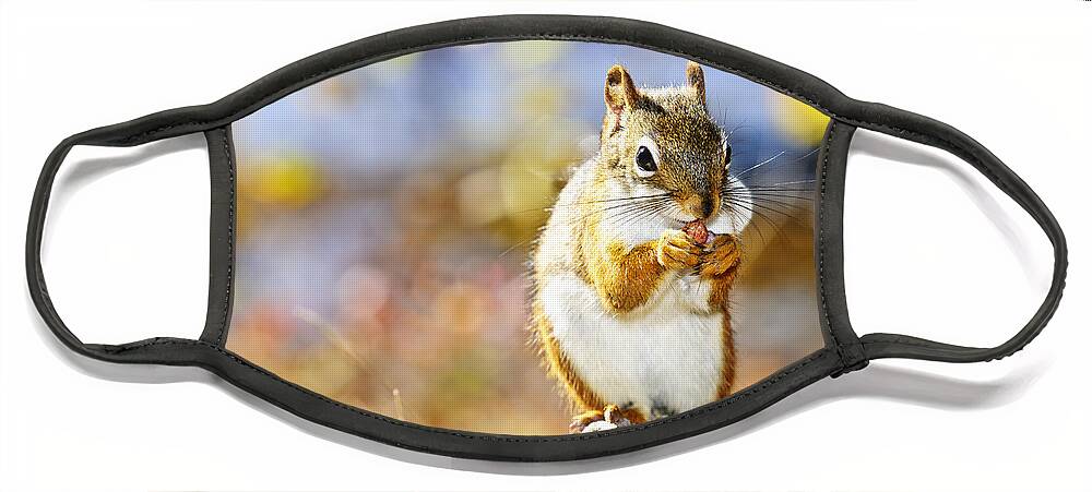 Red Squirrel Face Mask featuring the photograph Red squirrel holding nut by Elena Elisseeva