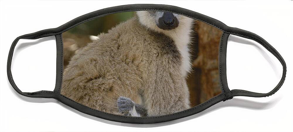 Mp Face Mask featuring the photograph Ring-tailed Lemur Lemur Catta Mother #1 by Pete Oxford