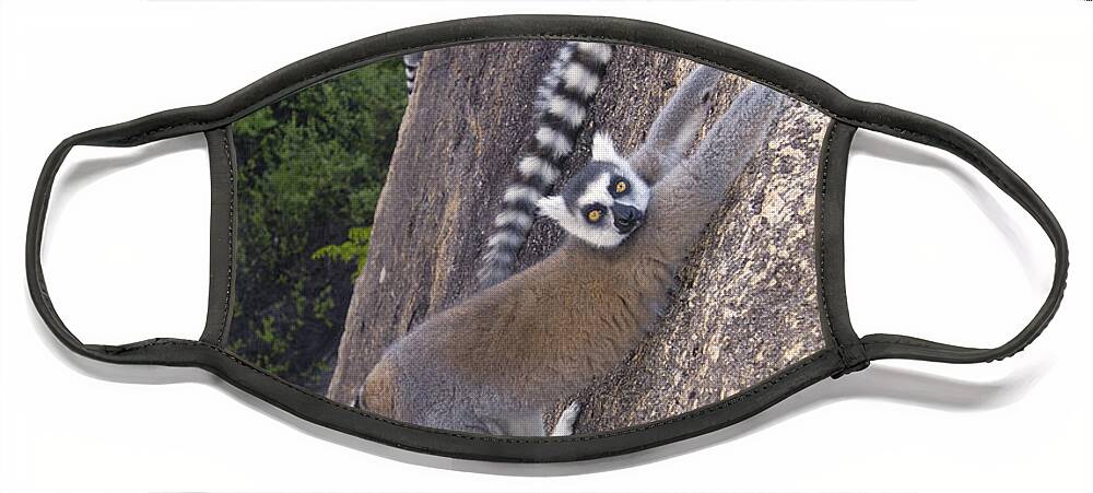 Mp Face Mask featuring the photograph Ring-tailed Lemur Lemur Catta Trio #1 by Pete Oxford