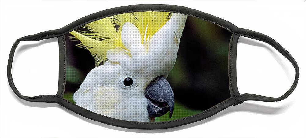 00785496 Face Mask featuring the photograph Sulphur-crested Cockatoo Cacatua by Thomas Marent