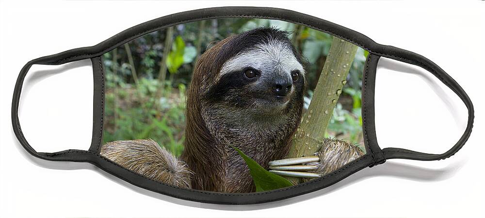 00456356 Face Mask featuring the photograph Brown-throated Three-toed Sloth #13 by Suzi Eszterhas