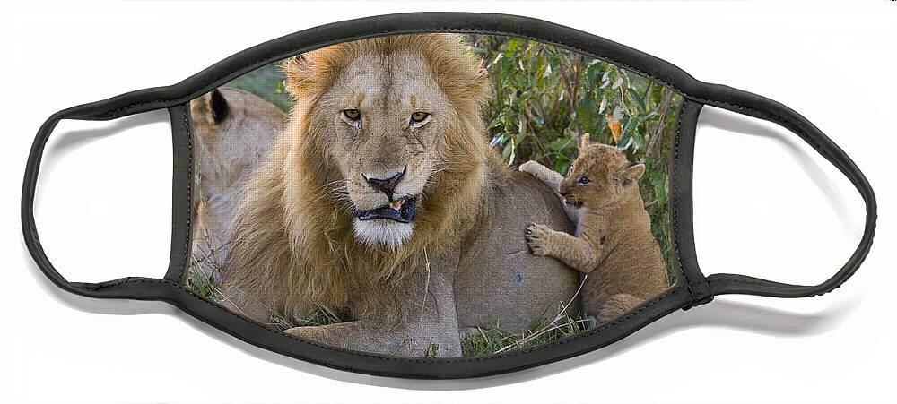 00761280 Face Mask featuring the photograph African Lion Cub Playing With Adult #2 by Suzi Eszterhas