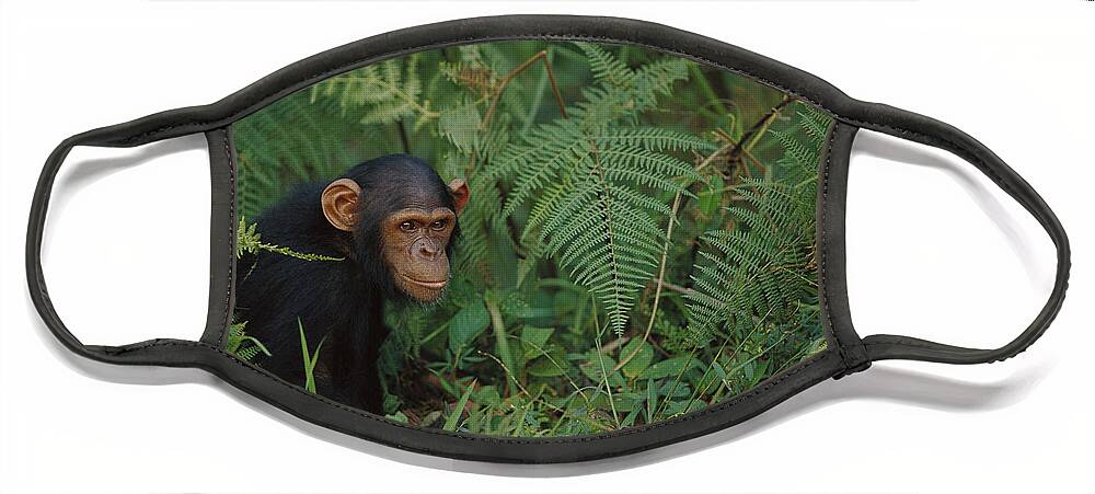 00620020 Face Mask featuring the photograph Chimpanzee on Forest Floor by Cyril Ruoso