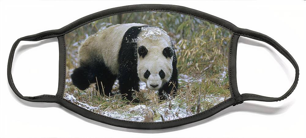 Mp Face Mask featuring the photograph Giant Panda Ailuropoda Melanoleuca #2 by Konrad Wothe