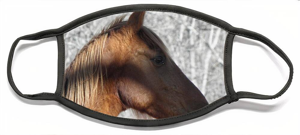 Horse Face Mask featuring the photograph Like My Profile #2 by Kim Galluzzo