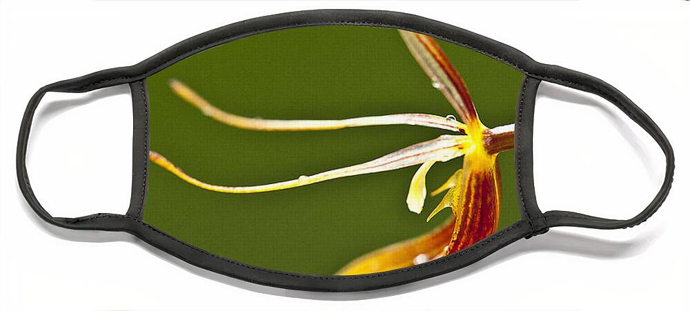 Orchid Face Mask featuring the photograph Restrepia iris orchid by Heiko Koehrer-Wagner