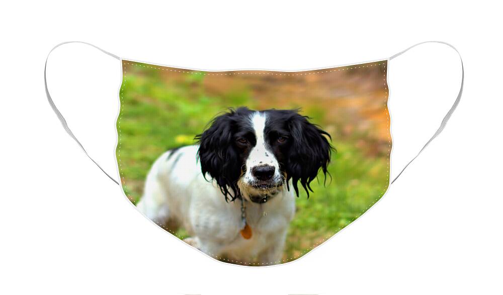 Springer Spaniel Face Mask featuring the photograph Lady the Spaniel by Marlo Horne
