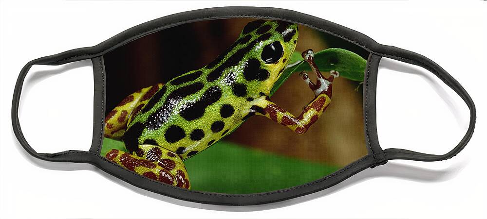 Mp Face Mask featuring the photograph Strawberry Poison Dart Frog Dendrobates #2 by Mark Moffett