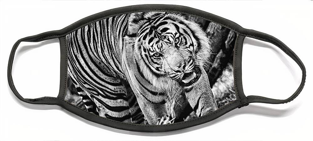 Tiger Face Mask featuring the photograph Tiger #3 by Perla Copernik