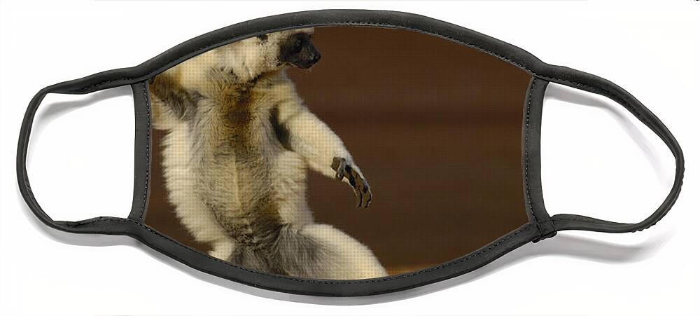 Mp Face Mask featuring the photograph Verreauxs Sifaka Propithecus Verreauxi #2 by Pete Oxford