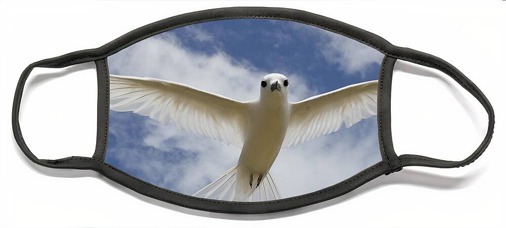 00429822 Face Mask featuring the photograph White Tern Flying Midway Atoll Hawaiian #2 by Sebastian Kennerknecht