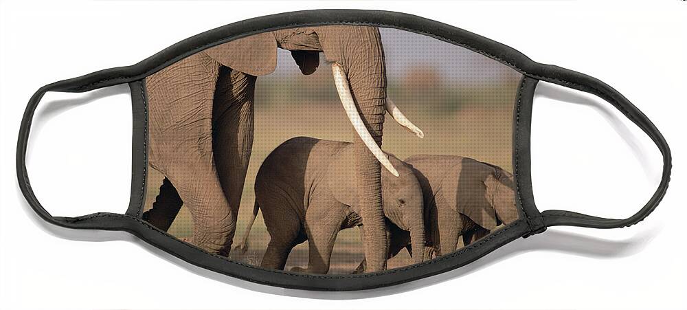 Mp Face Mask featuring the photograph African Elephant Loxodonta Africana #3 by Gerry Ellis