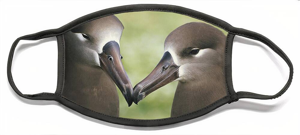 00141324 Face Mask featuring the photograph Black-footed Albatross Pair by Tui De Roy