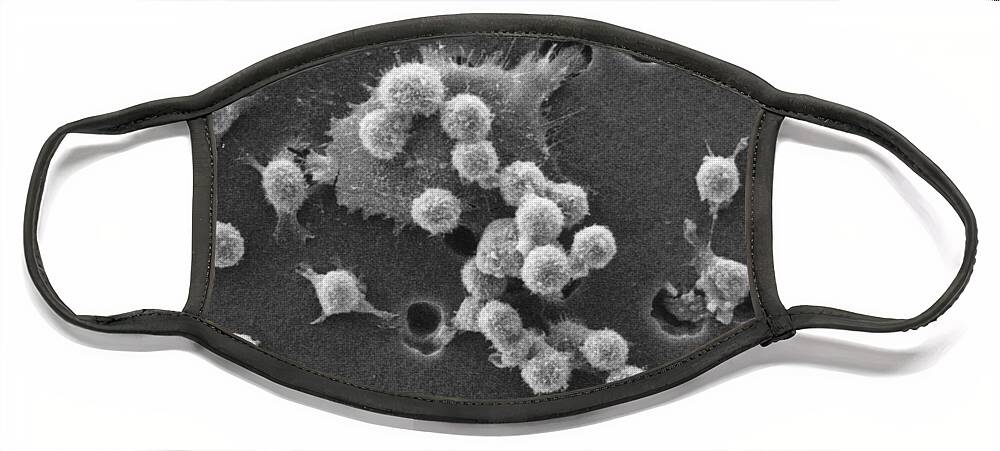 Histopathology Face Mask featuring the photograph Cancer Cell Death, Sem 2 Of 6 #4 by Science Source