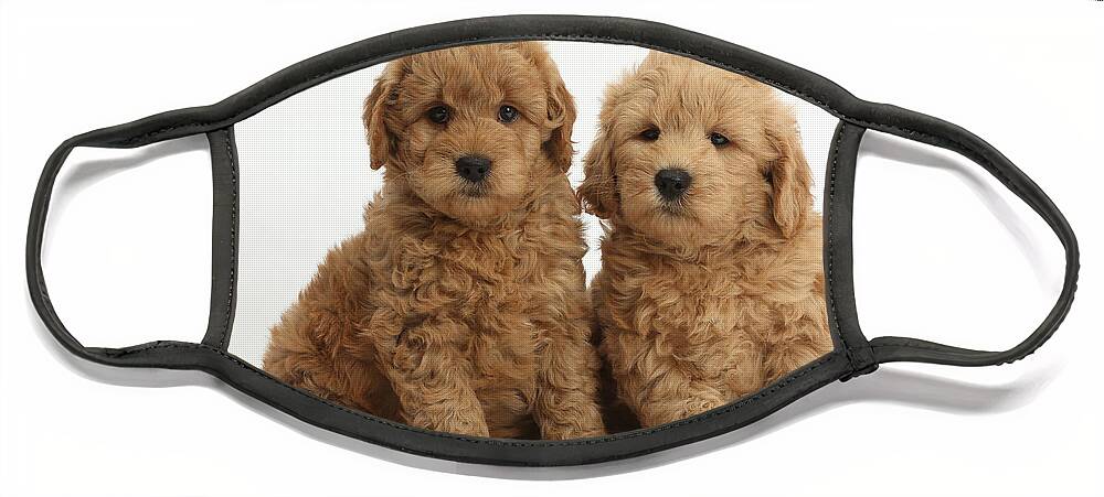 Animal Face Mask featuring the photograph Goldendoodle Puppies #3 by Mark Taylor