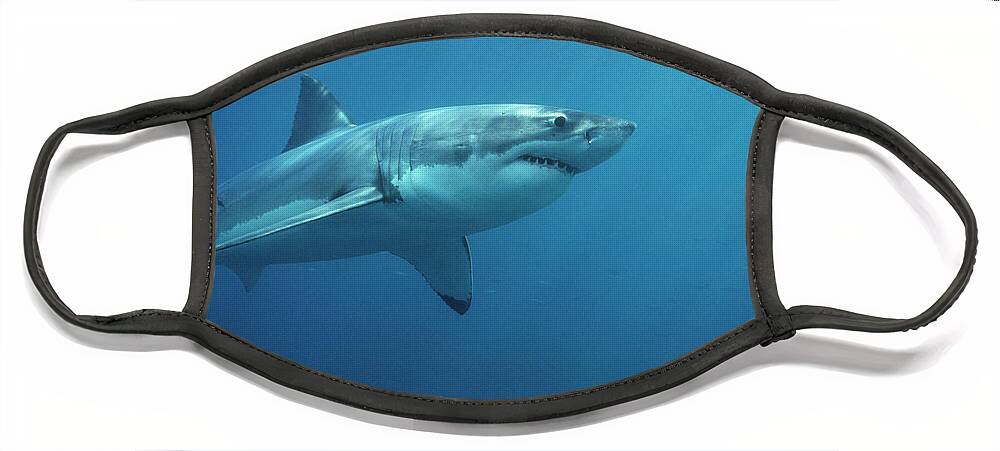 Mp Face Mask featuring the photograph Great White Shark Carcharodon by Mike Parry