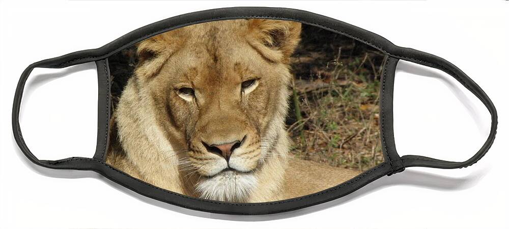 Lioness Face Mask featuring the photograph Lioness by Kim Galluzzo Wozniak