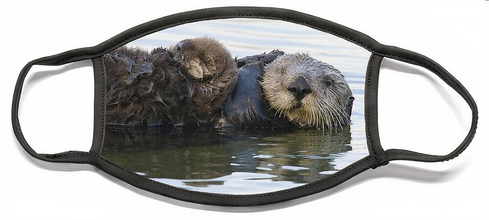 00429653 Face Mask featuring the photograph Sea Otter Mother And Pup Elkhorn Slough #3 by Sebastian Kennerknecht