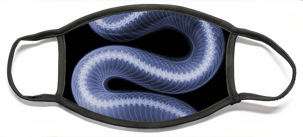 Crotalus Oreganus Helleri Face Mask featuring the photograph Southern Pacific Rattlesnake X-ray #6 by Ted Kinsman
