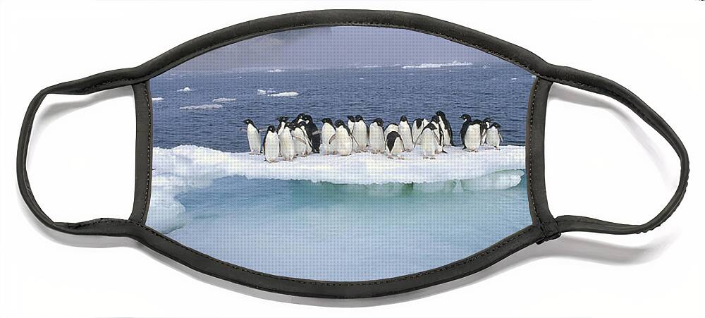Mp Face Mask featuring the photograph Adelie Penguin Pygoscelis Adeliae Group #5 by Tui De Roy