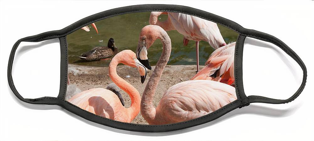 Animals Face Mask featuring the digital art Flamingos #6 by Carol Ailles