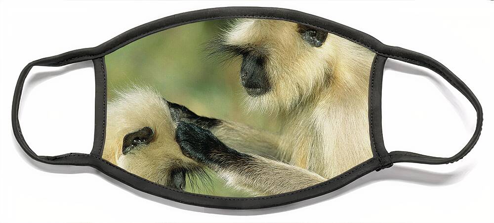 Mp Face Mask featuring the photograph Hanuman Langur Semnopithecus Entellus by Cyril Ruoso