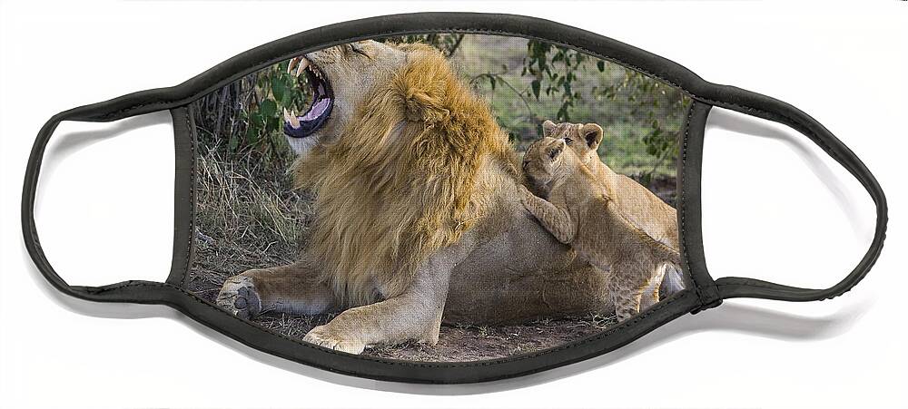 Mp Face Mask featuring the photograph African Lion Cubs and Father by Suzi Eszterhas