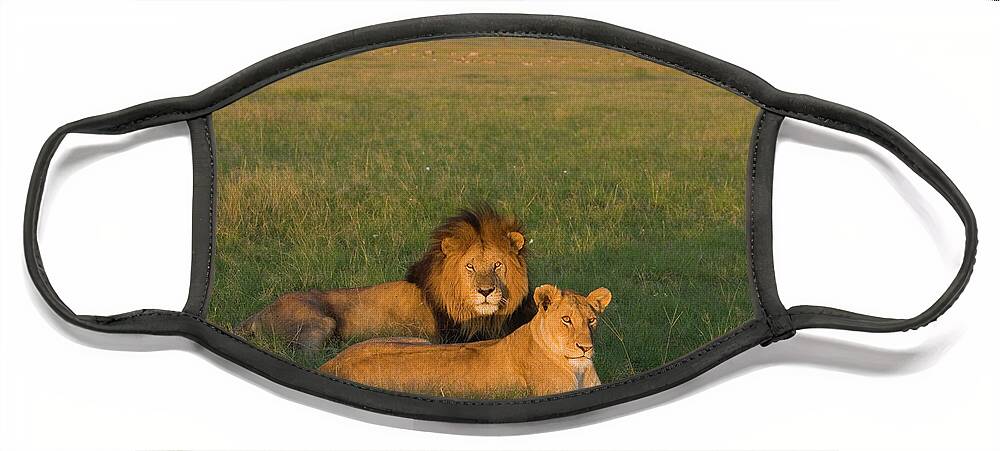 Mp Face Mask featuring the photograph African Lion Panthera Leo Male by Suzi Eszterhas