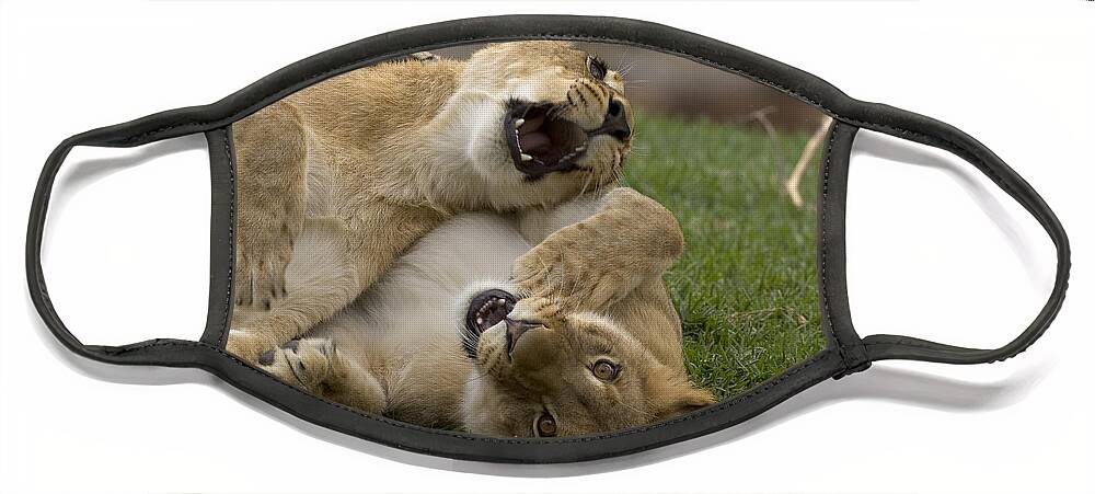 African Lion Face Mask featuring the photograph African Lion Panthera Leo Two Cubs by San Diego Zoo