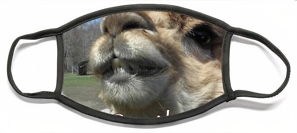 Alpaca Face Mask featuring the photograph Alpaca Smile by Kim Galluzzo Wozniak