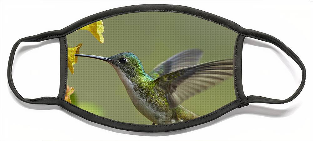 00442630 Face Mask featuring the photograph Andean Emerald Hummingbird Feeding by Tim Fitzharris
