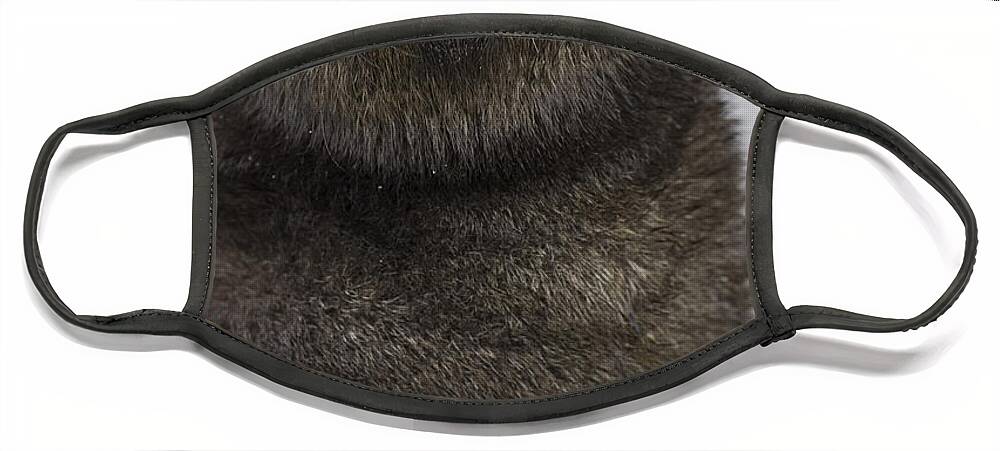 00461780 Face Mask featuring the photograph Antarctic Fur Seal Pup on South Georgia Isl by Suzi Eszterhas